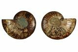 Cut & Polished, Agatized Ammonite Fossil - Madagascar #344089-1